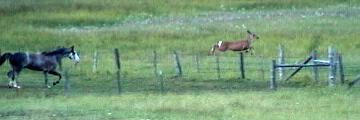 Horse chasing deer